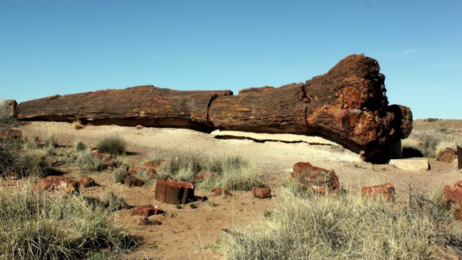 Giant Logs là nơi có nhiều thân cây hóa thạch lớn nhất công viên – Ảnh: wp